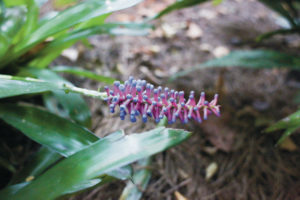 Gardener-Jody Putnam-2017-1