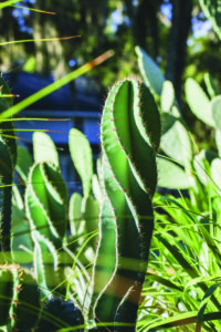 Gardener-Snooty-2017-3