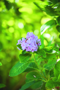 Gardener-Snooty-2017-5