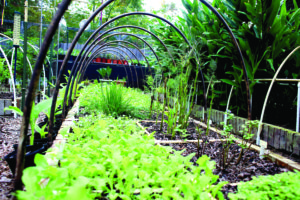 Gardener-Tom Duke-2017-5