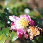 JWP Monarch and Rainbow Camellia