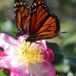 JWP Two Monarchs and Camellias