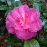 jwp Green's Blues Camellia