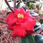 jwp black magic camellia