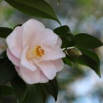 jwp magnoliflora camellia