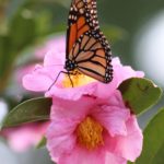 jwp monarch and camellias