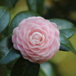 jwp pink perfection camellia