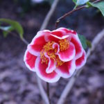 jwp tama amer camellia