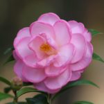 jwp taylor's perfection camellia