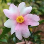 jwp yume camellia