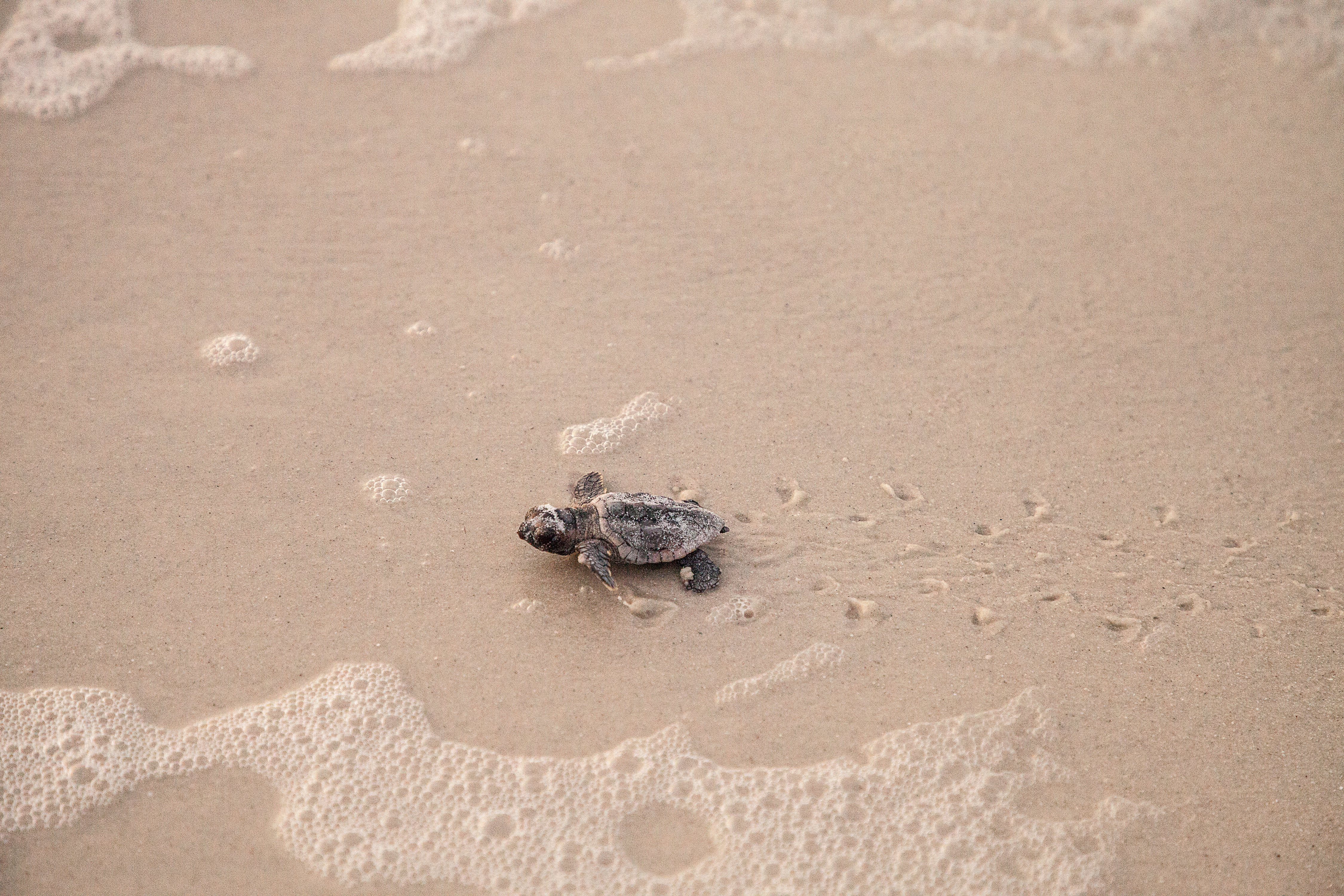A Helping Hand For Nature Turtle Watch In Panama City Beach